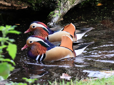 Mandarin Ducks X 2