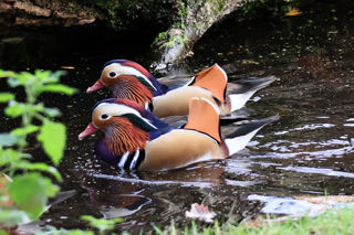 Mandarin Ducks X 2