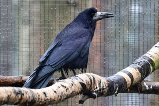 Rook The Wildlife Trusts
