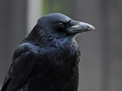 Rook (Corvus frugilegus) - British Birds - Woodland Trust