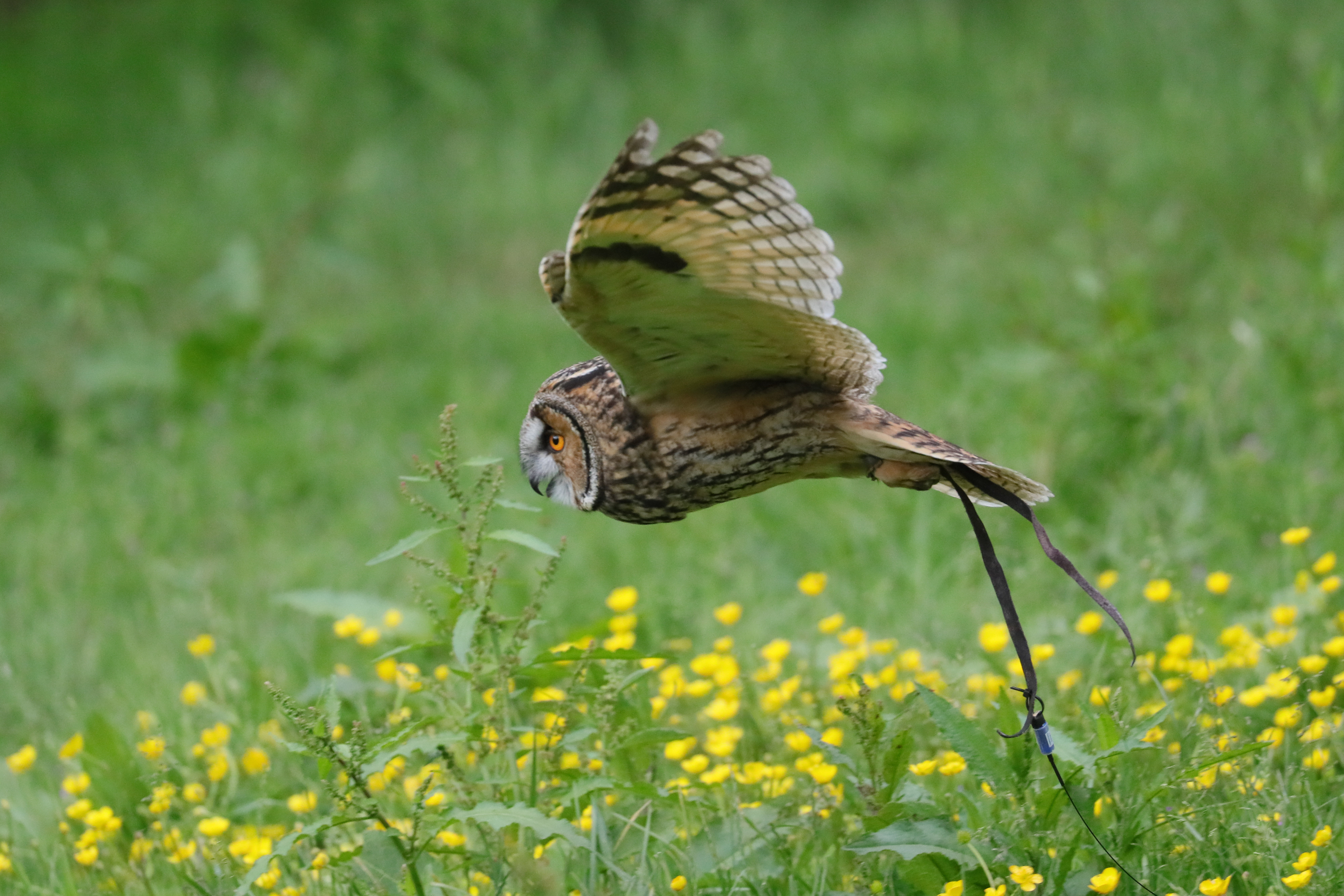 2019.06.03 Little Owl