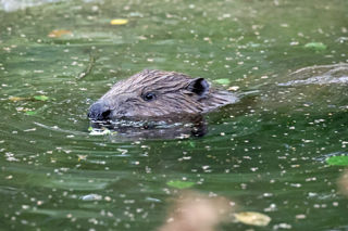 Beaver Swim2