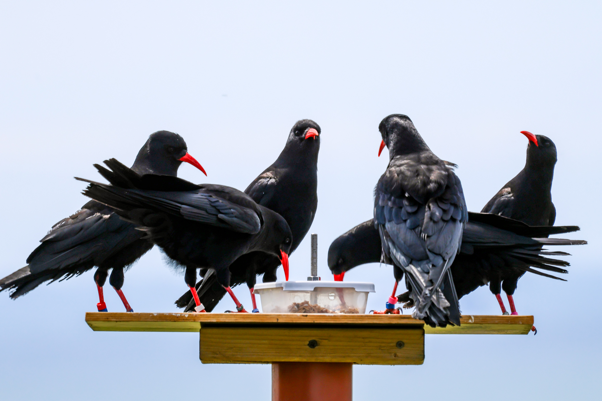 Chough Group Credit Liz Corry Wildwood Trust