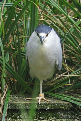 Night Heron