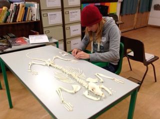 Animal Skeletons
