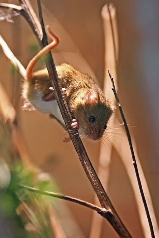 Harvest Mouse Dangling