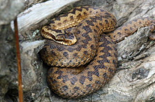 Adder2 2500X1500