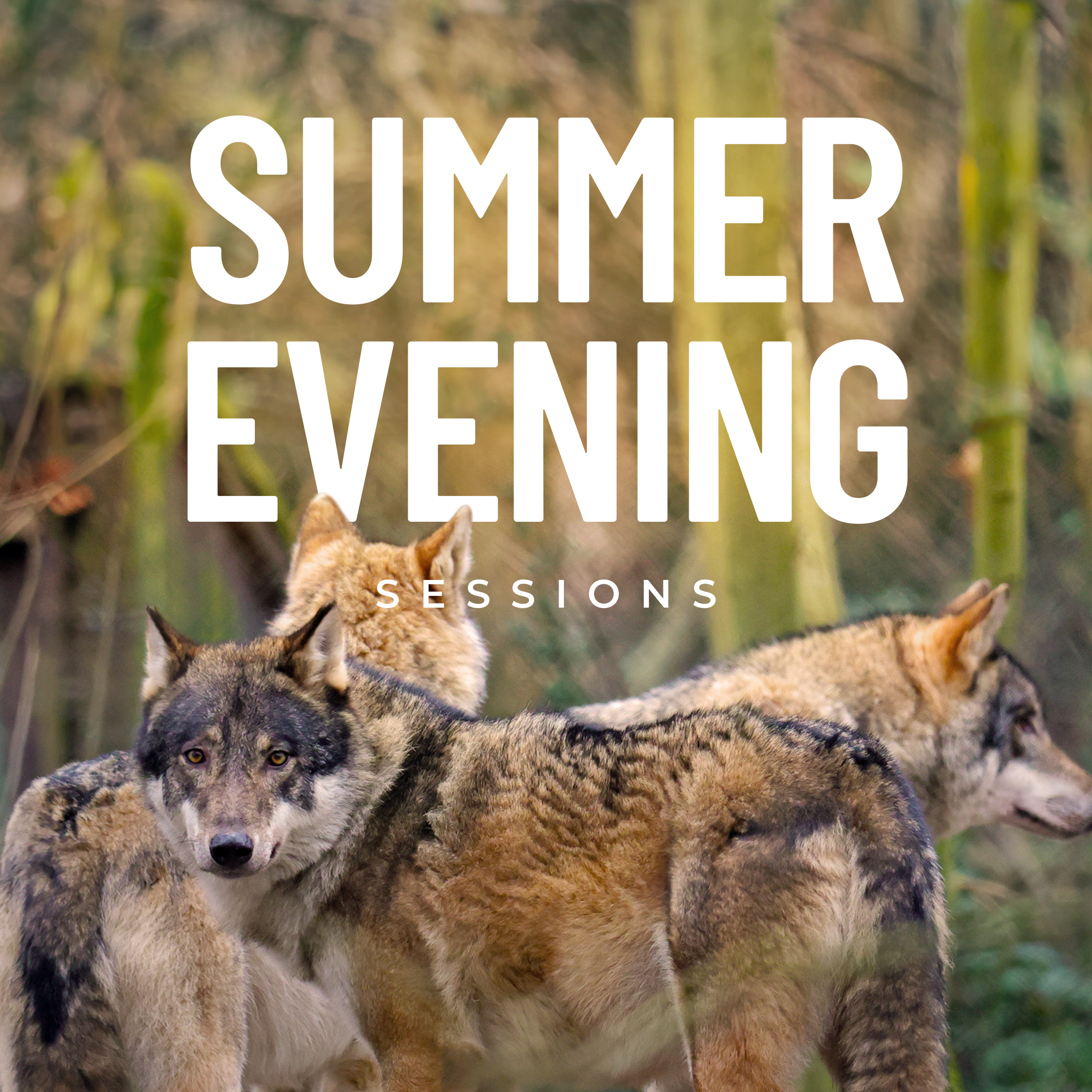 1.Summer Evening Sessions 2024 Carousel (2)