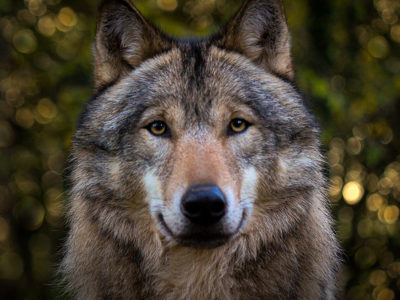 Wolf160 2500X1500