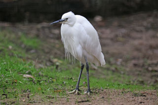 Little Egret