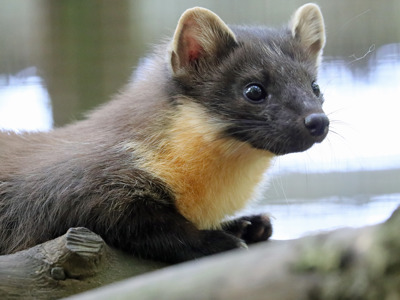 Pine Marten 2