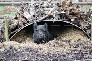 Wild Boar House