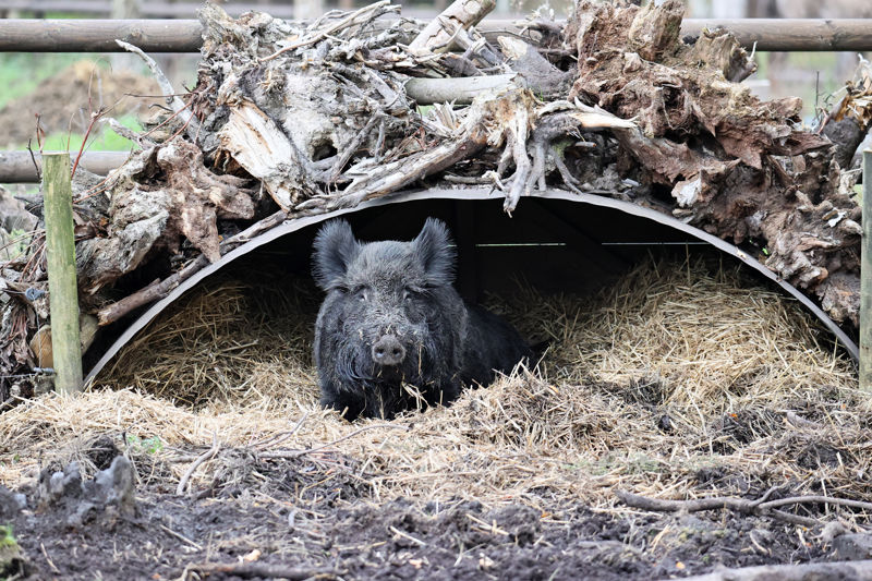 Wild Boar House