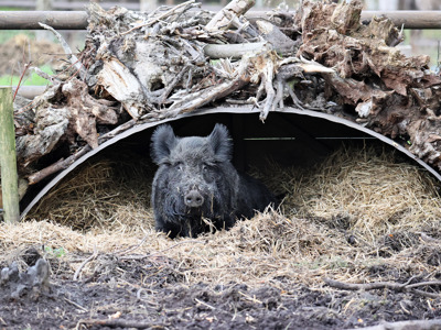 Wild Boar House