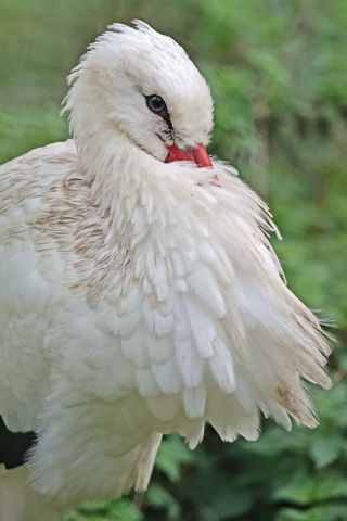 White Stork Shy