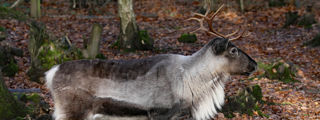 Reindeer3 2500X1500
