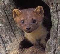 Pine Marten 2 (1)