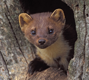 Pine Marten 2 (1)