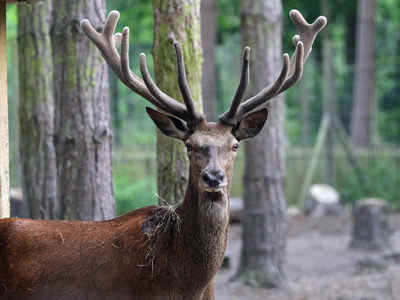 Reddeer3 2500X1500