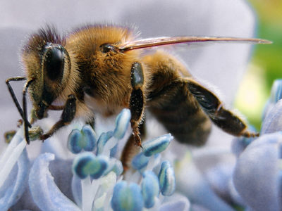 Honey Bee 02 2500X1500