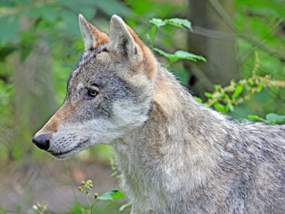 2024.07.13 Wolf2