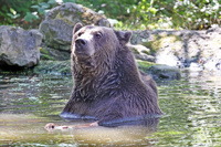 2024.08.27 Bear