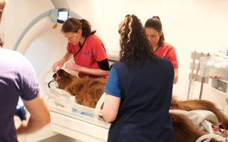 Boki Mri