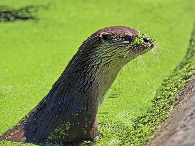 Otter Green Profile