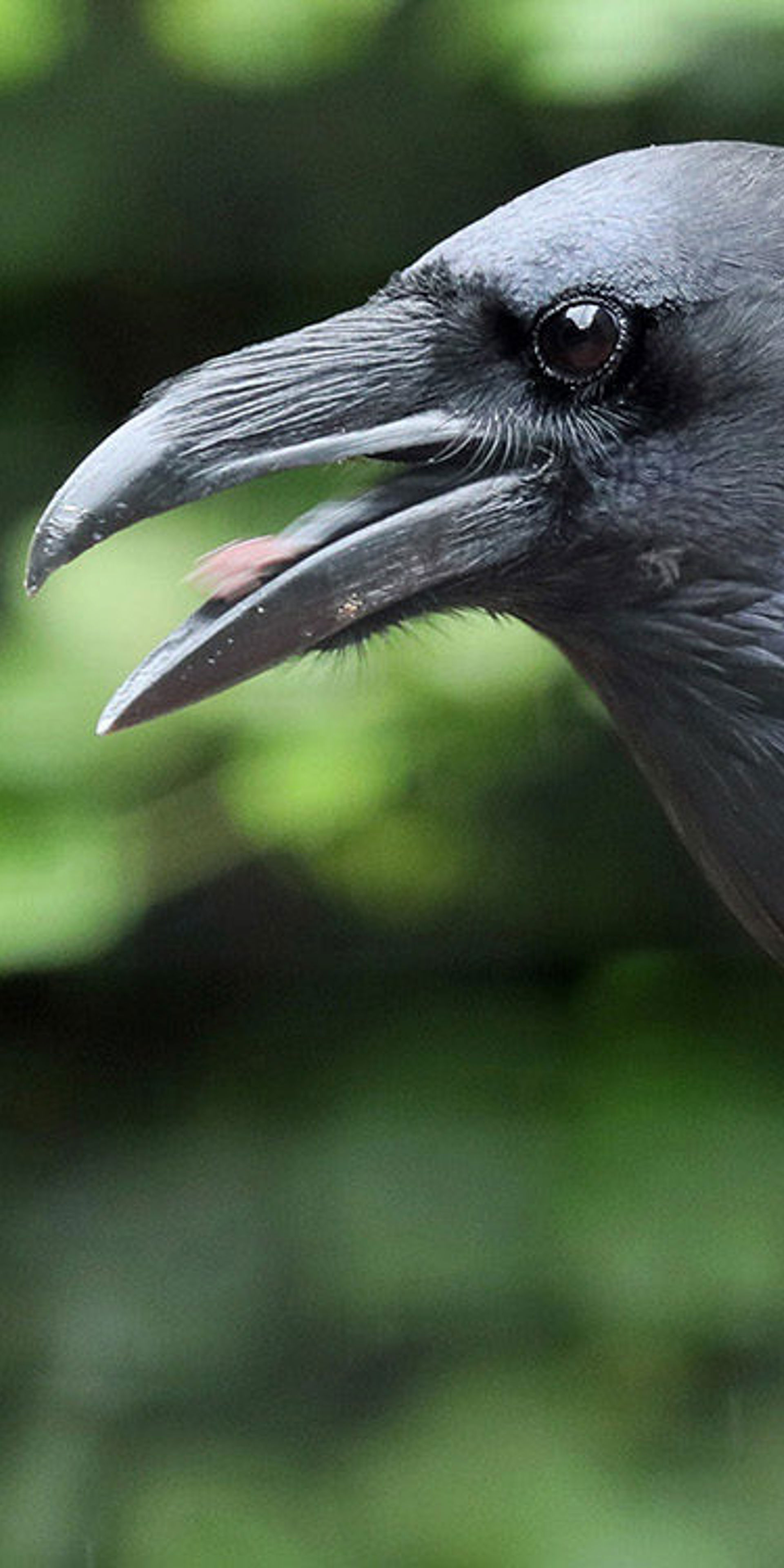 Raven | Wildwood Group