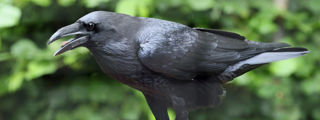 Raven2 2500X1500