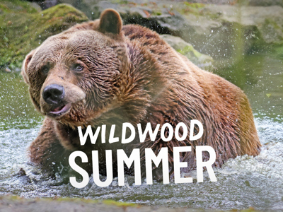 Kent Summer Web Banner