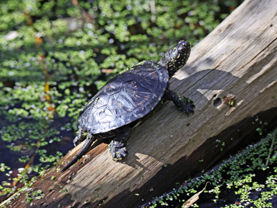 Terrapin3