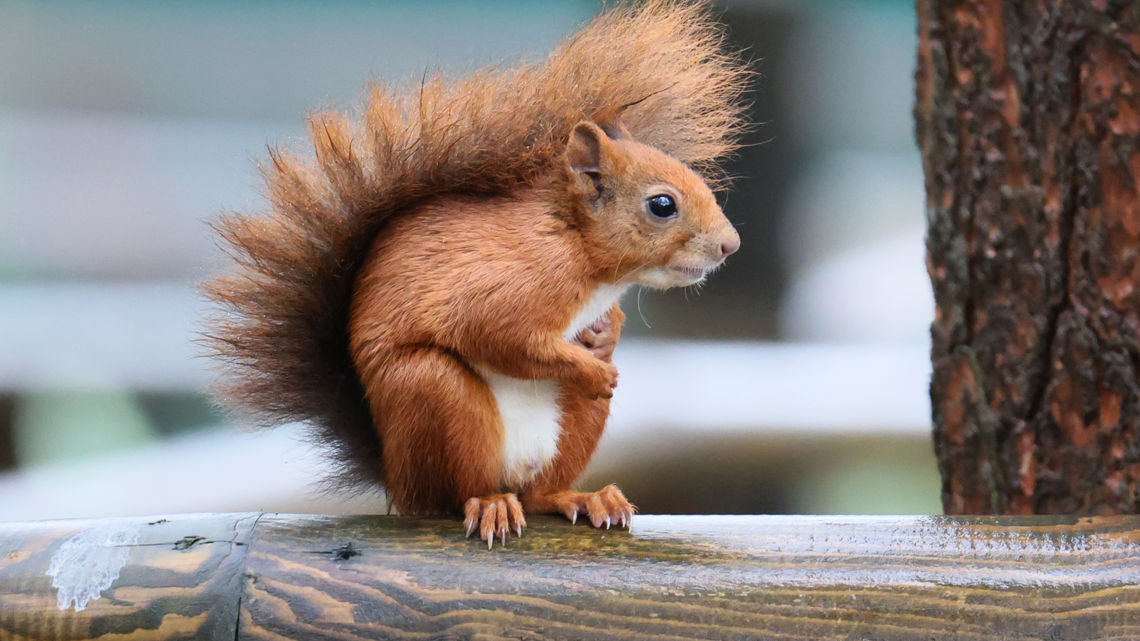 Squirrel Rouge Raising the profile of the charismatic red squirrel
