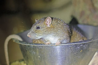 Rat Brown