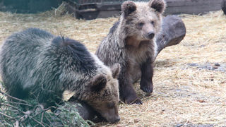 Bear Cub1