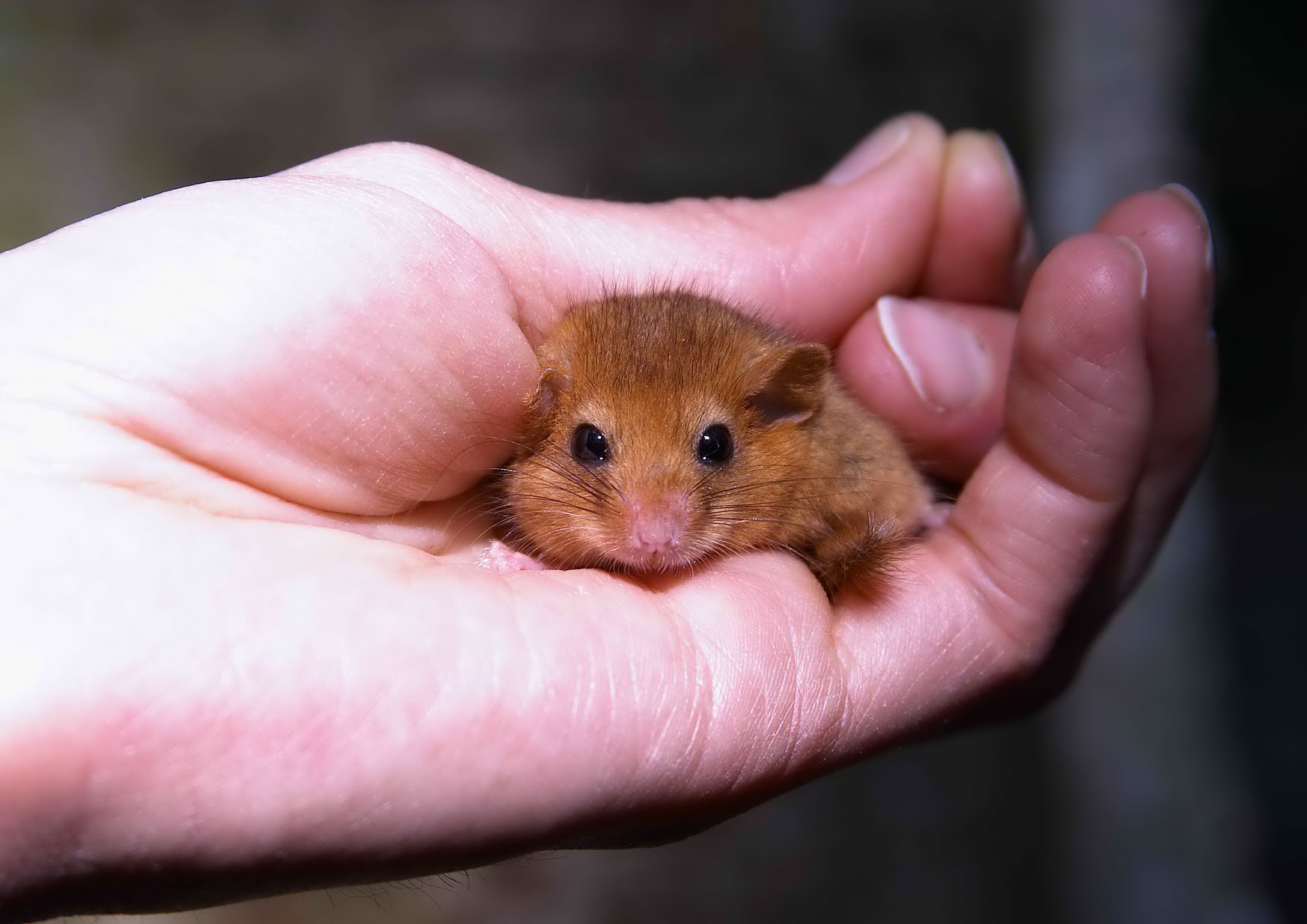 Dormouse Handling CIEEM (1)