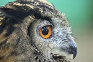 Eagle Owl Eye