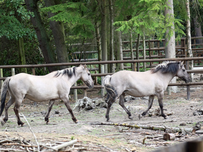 Koniks Running