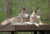 Wolf X 2
