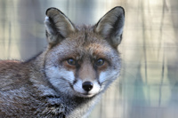 2024.01.18 Redfox 1