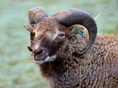 Soay 2