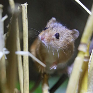 Harvest Mouse 1200X1200 (1)