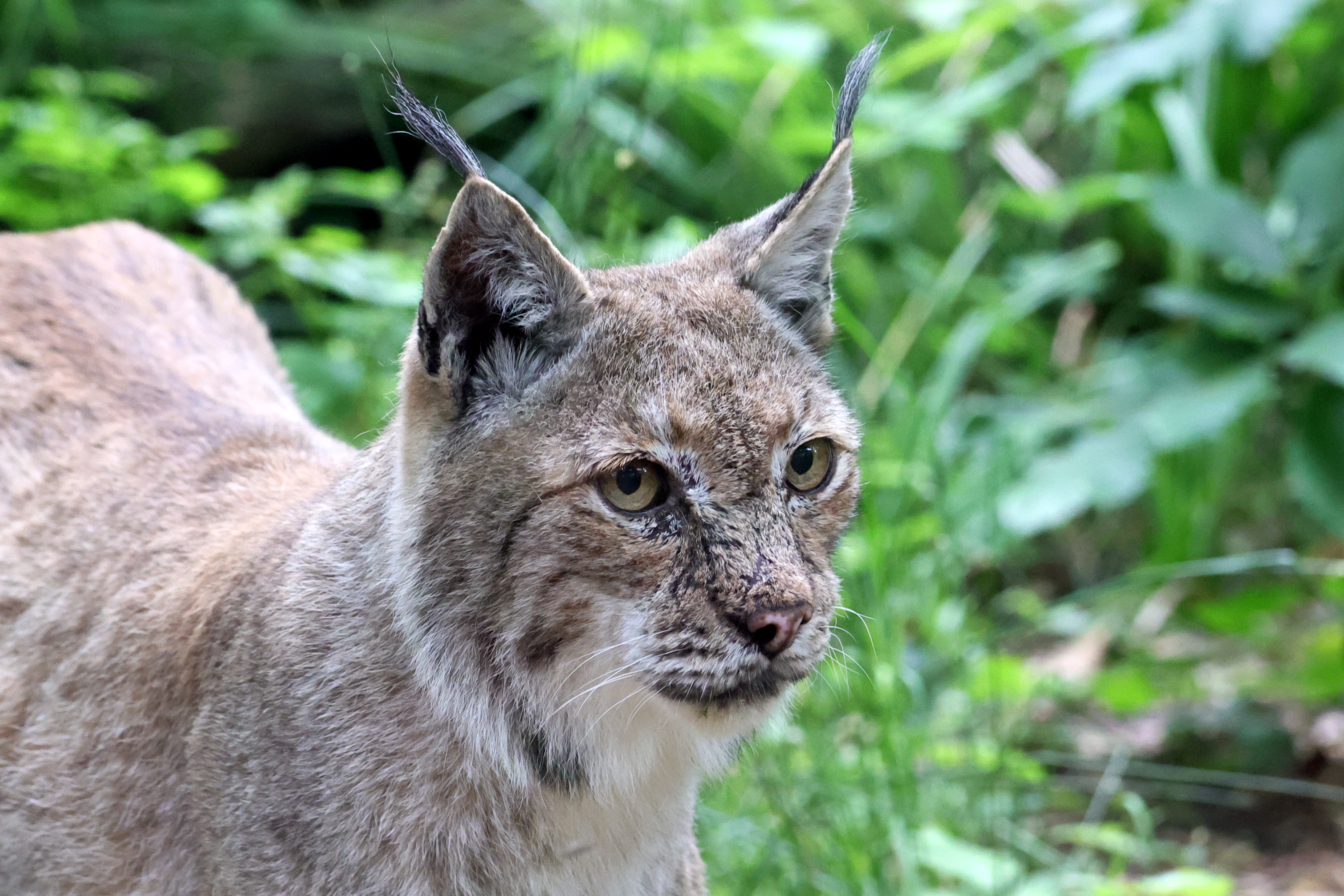 Lynx Walking