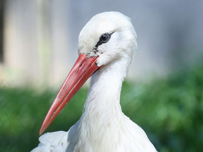 Whitestork1 2500X1500
