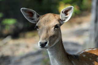 Fallowdeer1 2500X1500
