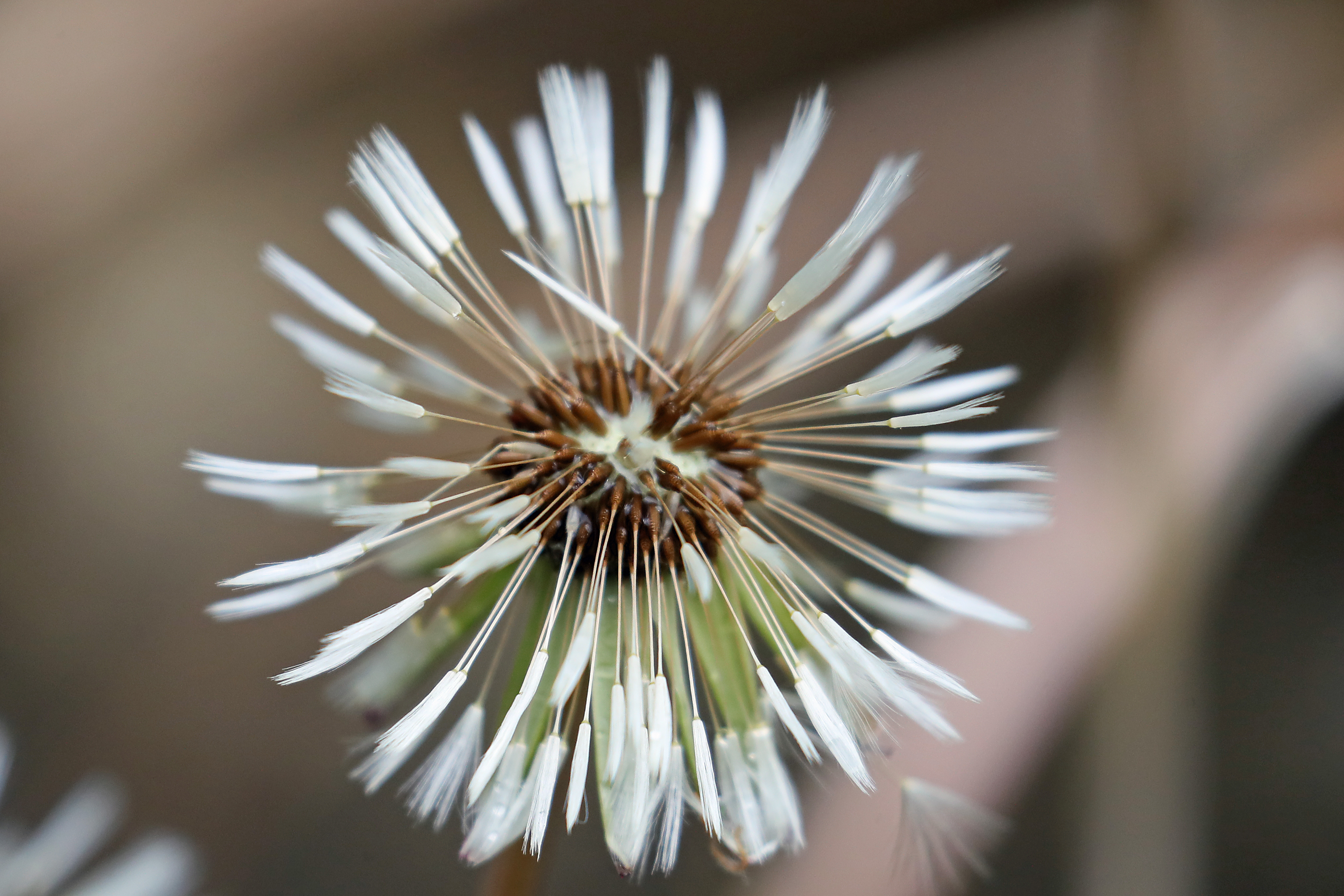 2020.05.01 Wind Seeds