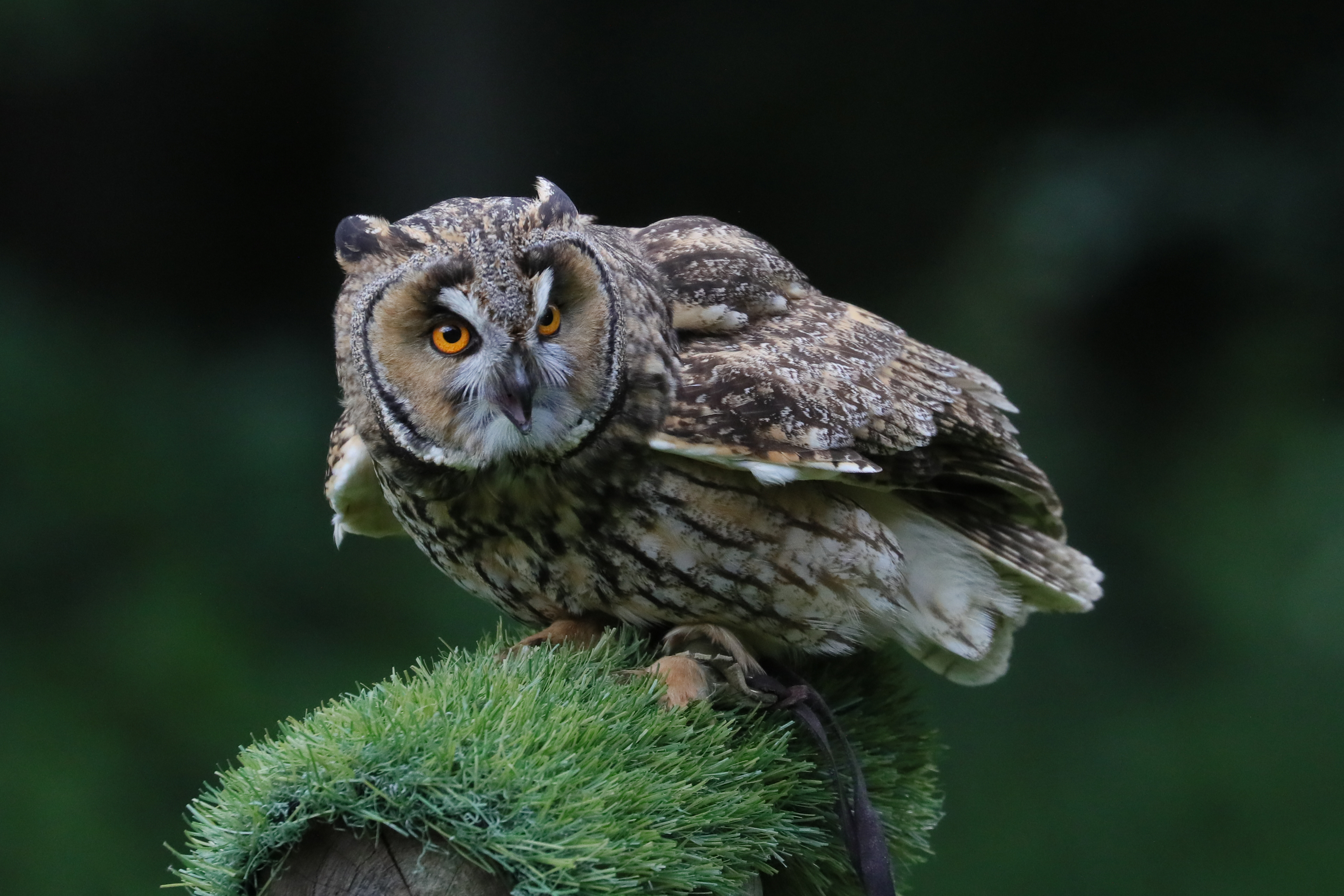 2019.06.02 Little Owl