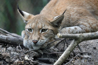 Lynx Lying 2