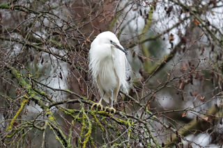 Little Egret In Tree