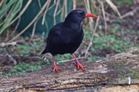 Chough2
